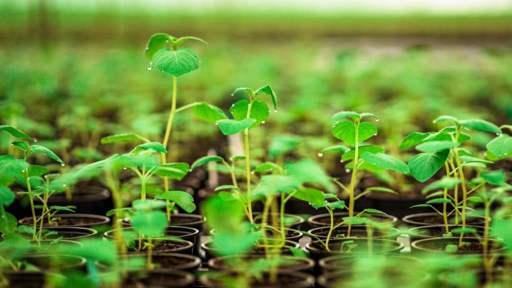 Agriculture and Plant Breeding Agriculture and Plant Breeding