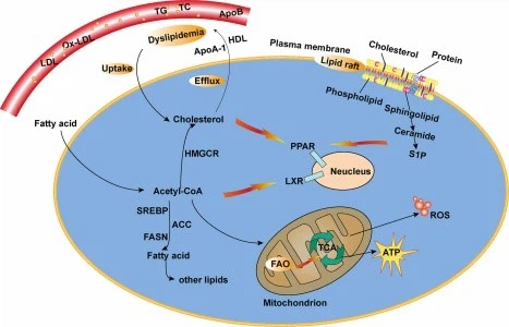 fat metabolism fat metabolism