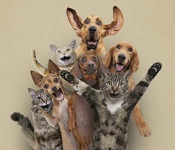 เจ้าของสุนัขและแมวแนะนำอาหารสัตว์เลี้ยงที่ดีอะไรบ้าง?