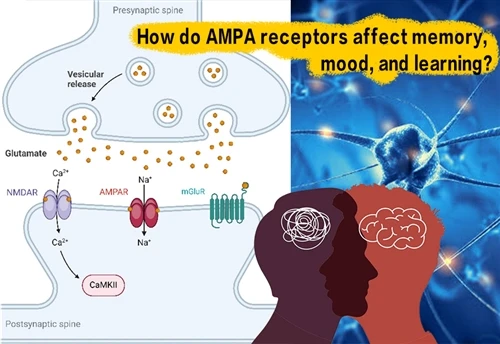 ตัวรับ AMPA ส่งผลต่อความจำ อารมณ์ และการเรียนรู้อย่างไร
