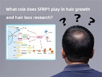 SFRP1 มีบทบาทอย่างไรในการวิจัยการเจริญเติบโตของเส้นผมและผมร่วง