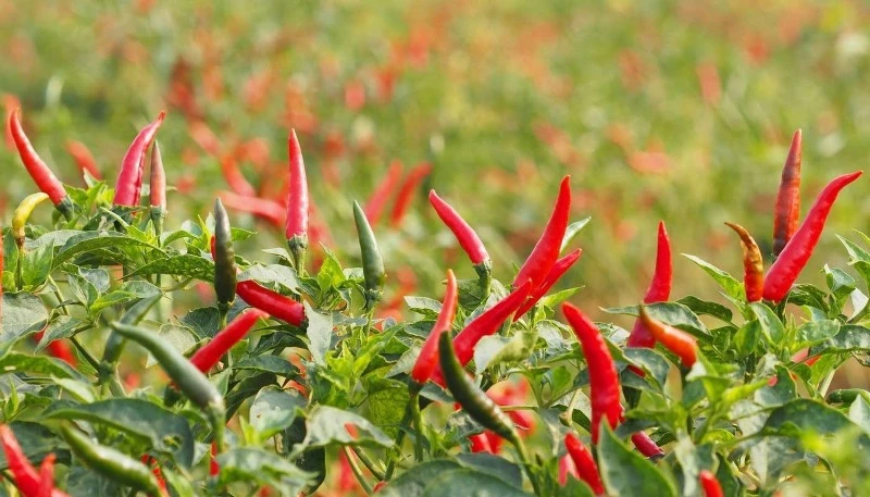 18Capsaicin Powder D 18Capsaicin Powder D